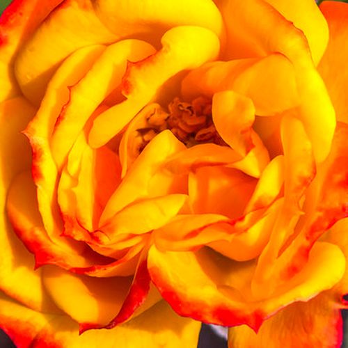 Rosier en ligne pépinière - Rosa Irish Eyes™ - parfum discret - Fleurs groupées en bouquet - rosier à haute tige - orange - jaune - Patrick Dickson - buissonnant - -